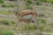 Wildlife - Springbok