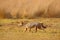 Wildlife of Sri Lanka Golden Jackal, Canis aureus. Jackal with evening sun and animal bone in geass, Sri Lanka, Asia. Beautiful wi