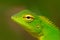 Wildlife Sri Lanka. Green Garden Lizard, Calotes calotes, detail eye portrait of exotic tropic animal in the green nature habitat,