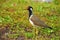 Wildlife of SriLanka , The red-wattled lapwing Vanellus indicus