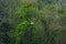 Wildlife: Swallow Tailed Kite flies over Lagoon in Jungle