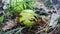 Wildlife swarm wasps eat rotten pear or apple on