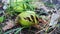 Wildlife swarm wasps eat rotten pear or apple on