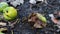 Wildlife swarm wasps eat rotten pear or apple on