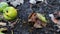 Wildlife swarm wasps eat rotten pear or apple on