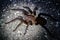 Wildlife: A Tarantula is seen during the night in the Northern Jungles of Guatemala