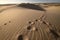 wildlife tracks on sand dunes, showing their escape route