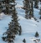 Wildlife Tracks Through Snow