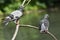Wildlife, two Pigeons hanging out.