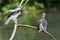 Wildlife, two Pigeons hanging out.