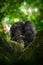 Wildlife Uganda. Chimpanzee, Pan troglodytes, on the tree in Kibale National Park, Uganda, dark forest. Black monkey in the nature