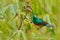 Wildlife Uganda. Mariqua Sunbird, Cinnyris mariquensis, bird in the green vegetation, Uganda. Africa sunbird sitting on the branch