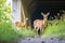 wildlife underpass on a highway, helping animal migration