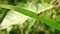 Wildlife video of a ladybug perched on the green grass leaf while looking for food