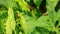 Wildlife video of a ladybug perched on the green grass leaf while looking for food