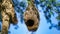 Wildlife - Weaver Birds Nest on Bamboo Tree in Nature Outdoor. Baya weaver with nest