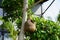 Wildlife - Weaver Birds Nest on a Tree in Nature Outdoor. Baya Weaver birds with action to building their nets in trees. No bird