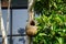 Wildlife - Weaver Birds Nest on a Tree in Nature Outdoor. Baya Weaver birds with action to building their nets in trees. No bird