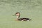 Wildlife whistling ducks chilling on green algae pond