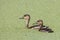 Wildlife whistling ducks chilling on green algae pond