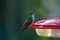 Wildlife: A White-bellied hummingbird is seen in Peten, Guatemala