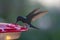 Wildlife: White-necked Jacobin Hummingbird are big sized nectar eaters but also predators