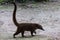 Wildlife: White-nosed coati are omnivorous and climbs trees to sleep on branches