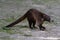 Wildlife: White-nosed coati are omnivorous and climbs trees to sleep on branches