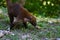 Wildlife: White-nosed coati are omnivorous and climbs trees to sleep on branches