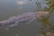 Wildlife: Wild Swamp Crocodile Swimming in Lagoon in Jungle