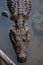 Wildlife: Wild Swamp Crocodile Swimming in Lagoon in Jungle