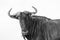 Wildlife Wildebeest Animal Black White Vintage