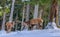 Wildlife winter image of two red deers / elks with large antlers fighting on a snow field in front of a forest