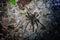 Wildlife: A Wolf Spider hunts a June Bug and a Dragonfly during the night in the Northern Jungles of Guatemala