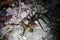 Wildlife: A Wolf Spider hunts a June Bug and a Dragonfly during the night in the Northern Jungles of Guatemala