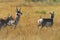 WILDLIFE- Wyoming- Close Up of Three Running Pronghorns