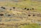 WILDLIFE- Wyoming- A herd of Bison Moving Across a Hillside