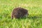 Wildlife young european hedgehog on green grass