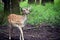 Wildlife,young red deer standing in woodland
