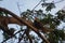 Wildlife: A young Yellow-Header Caracara looks for food in the jungles of Panama