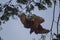 Wildlife: A young Yellow-Header Caracara looks for food in the jungles of Panama