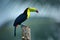 Wildlife from YucatÃ¡n, Mexico, tropical bird. Toucan sitting on the branch in the forest, green vegetation. Nature travel holiday