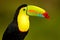 Wildlife from YucatÃ¡n, Mexico, tropical bird. Toucan sitting on the branch in the forest, green vegetation. Nature travel holiday