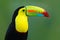 Wildlife from YucatÃ¡n, Mexico, tropical bird. Toucan sitting on the branch in the forest, green vegetation. Nature travel holiday