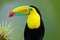 Wildlife from YucatÃ¡n, Mexico, tropical bird. Toucan sitting on the branch in the forest, green vegetation. Nature travel holiday