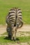 Wildlife - Zebra