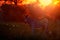 Wildlife, zebra sunset. Bloom flower grass with morning backlight on the meadow field with zebra, Okavago delta, Botswana in