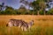 Wildlife, zebra sunset. Bloom flower grass with morning backlight on the meadow field with zebra, Okavago delta, Botswana in