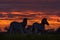 Wildlife, zebra sunset. Orange red evening twilight sky on the meadow field with zebra, Okavago delta, Botswana in Africa. Sunset