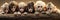 Wildlife zoo safari africa monkeys animals banner panorama long - Collection close up of group of monkey family with